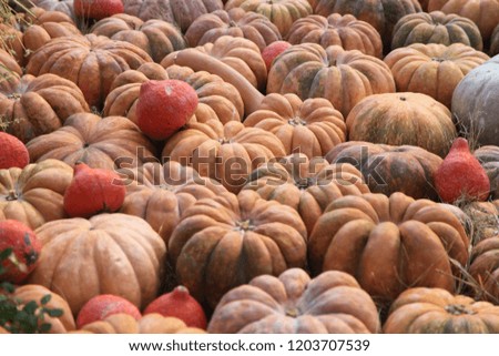 Colorful squashes and pumpkins in different varieties. Autumn harvest