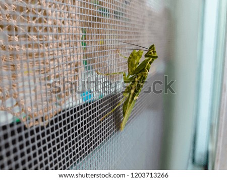 Grasshoppers lost islands fly screen door