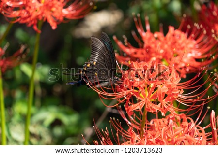 Red spider lily -  Lycoris radiata - and Chinese peacock butterfly  Papilio dehaanii - in Fukuoka prefecture, JAPAN.