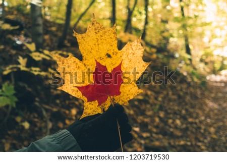 Picture holding a colorful leaf in Fall.