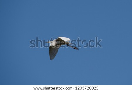 Great Egret in the sky