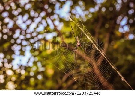 Spider on a spider web with a green background image with blurred elements of natural.Spider web in the forest while the light shines.