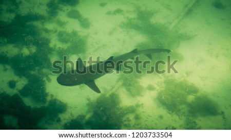 small shark or baby hiu from above in green water sea in narrow beach water Royalty-Free Stock Photo #1203733504