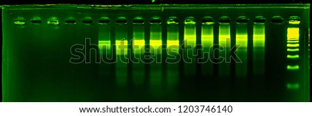 the science DNA analysis by PCR-RFLP of Apis mellifera by gel electrophoresis, PCR band of honey bees, DNA sequencing technique and gel electrophoresis.