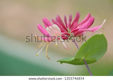 trumpet honeysuckle, splendid color and gorgeous shape Royalty-Free Stock Photo #1203746854
