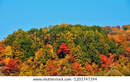 deciduous forest seen autumn