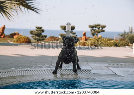 the dog at the pool