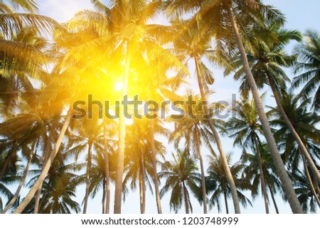 Tropical palm trees background