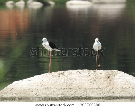 Black-winged Stilts in a pond, hunting for catches, these are migratory birds, common stilt or pied stilt