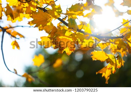 Autumn background with a close up yellow leaves 