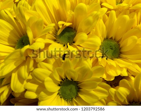 bouquet of yellow daisies with green centers, bright flowers in a fresh bunch for a romantic gift