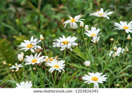 White daisy blooming in garden
