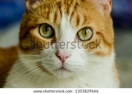 portrait of a cat, digital picture taken in Italy, Europe