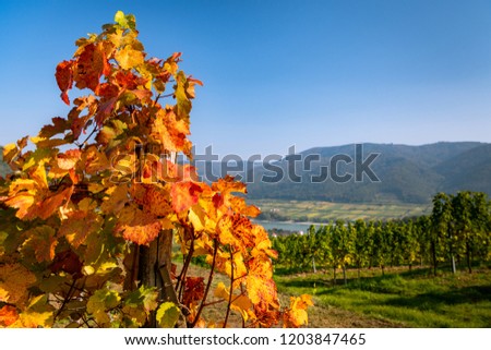 Red colored wine leaves and blue sky in autumn (Wachau, Lower Austria)