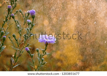 beautiful autumn flowers in rain. amazing gentle picture with purple flowers Symphyotrichum novi-belgii. autumn time season. copy space