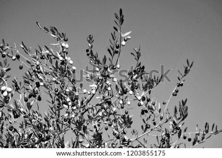 Branches of olive tree in black and white