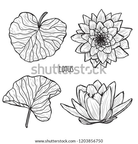 Decorative lotus  flowers set, design elements. Can be used for cards, invitations, banners, posters, print design. Floral background in line art style