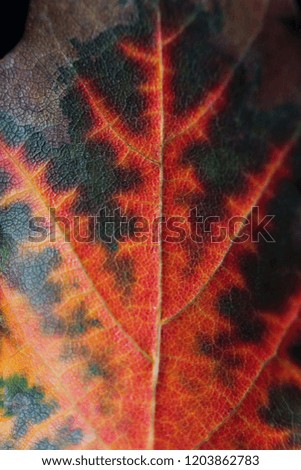 Maple leaf close up. Autumn colorful leaf.
