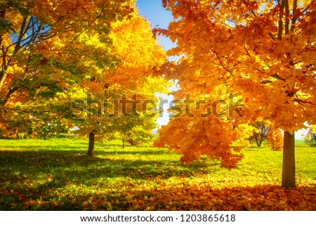 Autumn nature. Vibrant colors of autumnal park on sunny clear day. Yellow and red trees. Bright afternoon in colorful park. Fall. Nature landscape. Autumn background. Golden leaves on branches Royalty-Free Stock Photo #1203865618