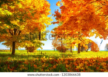 Vibrant color of leaves on trees in autumn park on sunny clear day. Autumnal landscape. Fall. Vivid colourful nature. Amazing autumn background. Scenery trees in bright park. Royalty-Free Stock Photo #1203866638