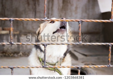 Angry dog in a cage