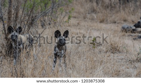 African wild dogs in the Savannah off in Zimbabwe, South Africa