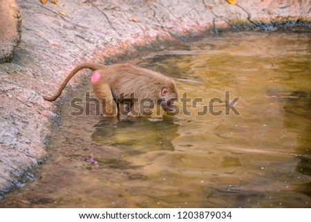 Aug 22/2018 An Hamadryas Baboon is drinking water during afternoon