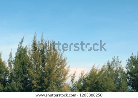 Top of Pine Trees Flowing in the Wind with Clear Sky