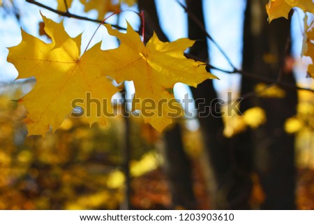 Two yellow maple leaves hanging on tree  branch on blurred background in autumn day outdoors.
