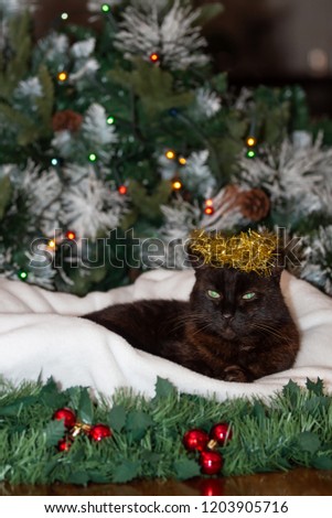 A black cat wearing a crown of golden Christmas tinsel and is sitting on a white cushion in front of a Christmas tree.