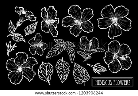Decorative hibiscus flowers set, design elements. Can be used for cards, invitations, banners, posters, print design. Floral background in line art style