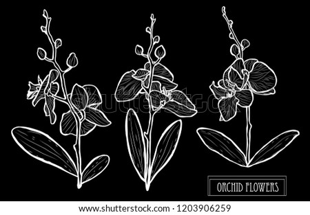 Decorative orchid flowers, design elements. Can be used for cards, invitations, banners, posters, print design. Floral background in line art style