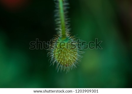 Green background. Blurred green background. Nature. Flowers