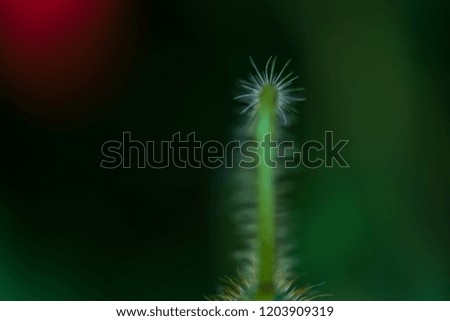 Green background. Blurred green background. Nature. Flowers