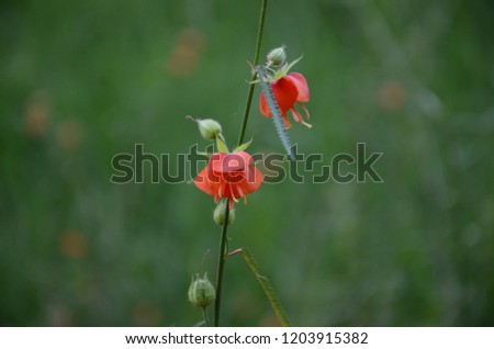 red flower.jpeg image