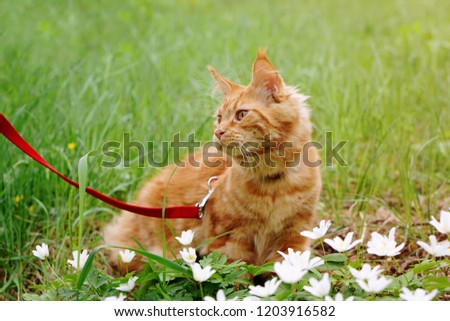 Young red Maine Coon cat with yellow eyes, outside in the green grass                  