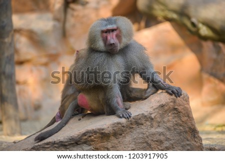 Aug 22/2018 Hamadryas Baboons busy eating and playing with each other