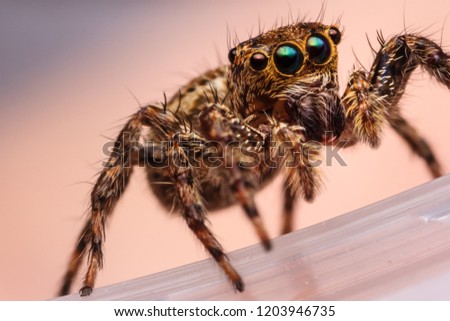 macro shot of jumping spider in nature