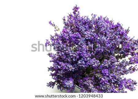 bouquet of purple lavender flowers on a white background.