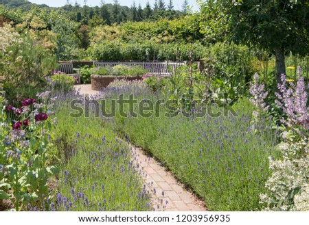 Brick Path Lined with Lavender Bushes (Lavandula) in a Traditional Country Cottage Garden in Rural Devon, England, UK