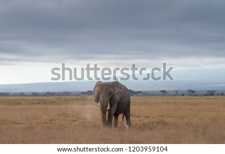 One elephant under the sky