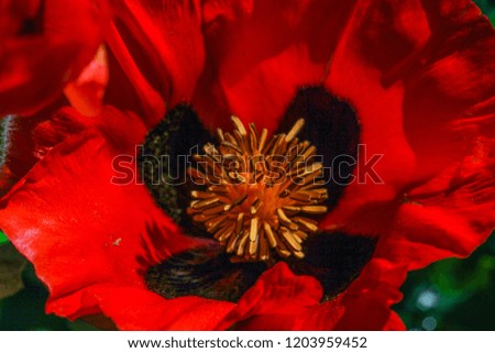 close-up poppy flower.turkey