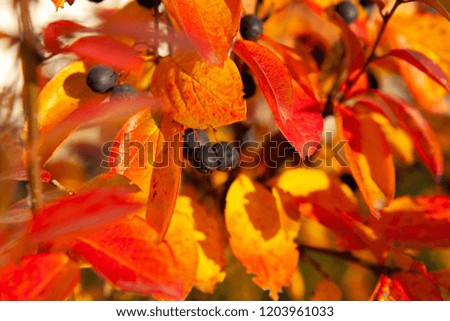 Autumn Cotoneaster Hedge