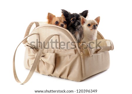 travel bag with chihuahuas in front of white background