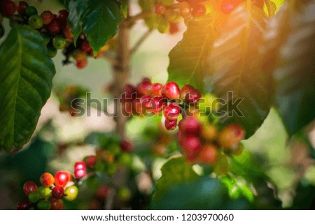 Fresh Coffee beans ripening, fresh coffee,red berry branch, industry agriculture on tree in North of thailand.Photo select focus.