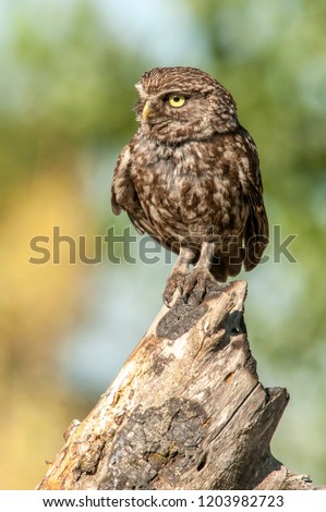 Little owl (Athene noctua) perched ina branch, daylight