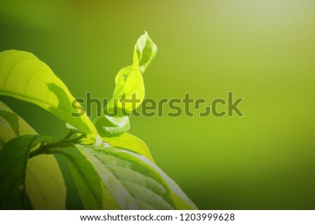 nature view of green leaf. nature background.