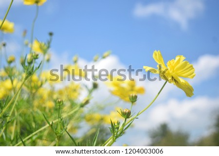 this pic show the Sulfur Cosmos or Yellow Cosmos flowers it have yellow color with sun strong day at field outdoor, nature concept.