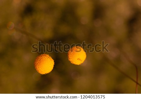 natural background of small little yellow flower buds