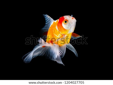 Gold Fish have fins, white sway beautiful bright 1 a black background